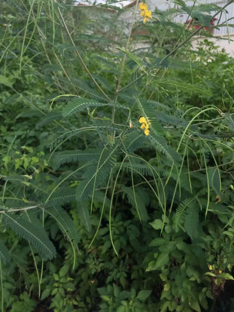 牧草绿肥种籽孑田箐种子果园土壤改善碱菁涝豆耐涝耐旱耐盐碱