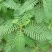 牧草绿肥种籽孑田箐种子果园土壤改善碱菁涝豆耐涝耐旱耐盐碱