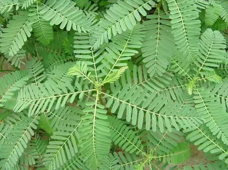 牧草绿肥种籽孑田箐种子果园土壤改善碱菁涝豆耐涝耐旱耐盐碱