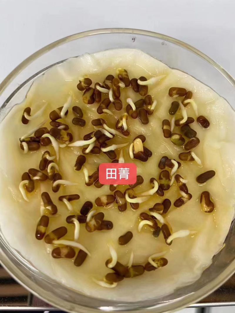 牧草绿肥种籽孑田箐种子果园土壤改善碱菁涝豆耐涝耐旱耐盐碱
