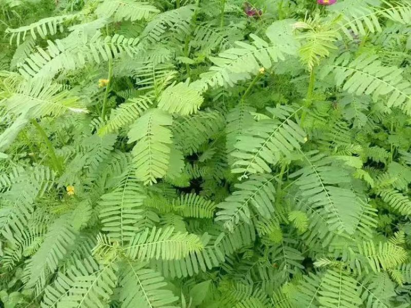牧草绿肥种籽孑田箐种子果园土壤改善碱菁涝豆耐涝耐旱耐盐碱