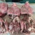 去皮牛头肉