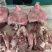 去皮牛头肉