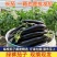 山东寿光绿把长茄产地直发质量保证鲜嫩可口欢迎咨询
