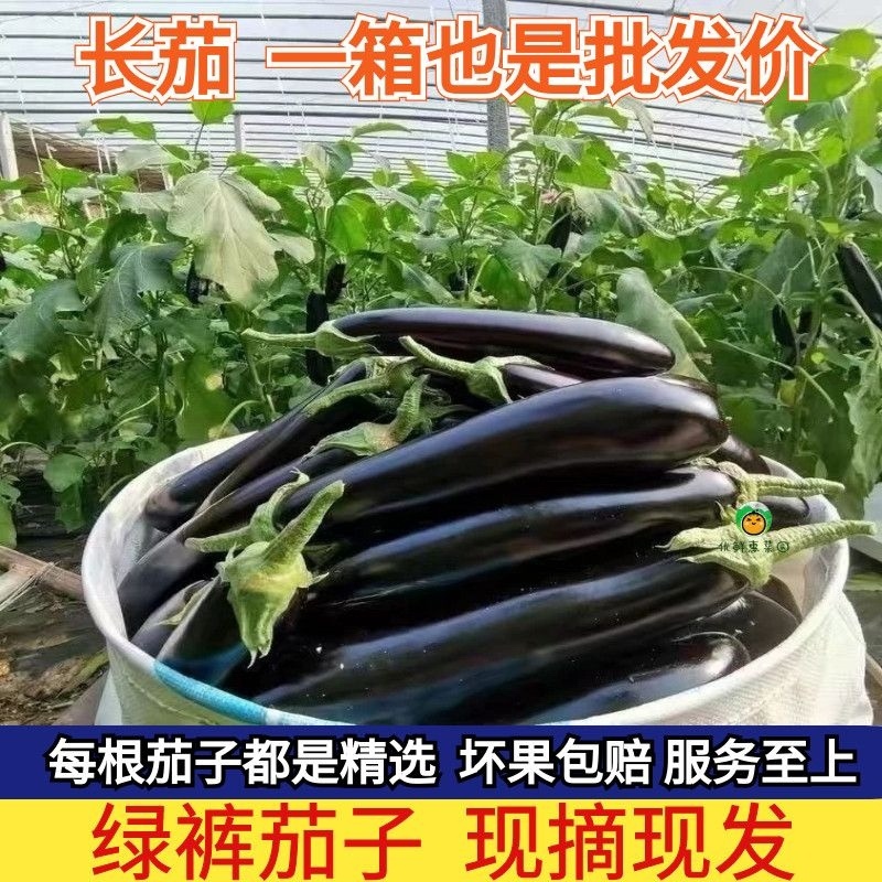山东寿光绿把长茄产地直发质量保证鲜嫩可口欢迎咨询