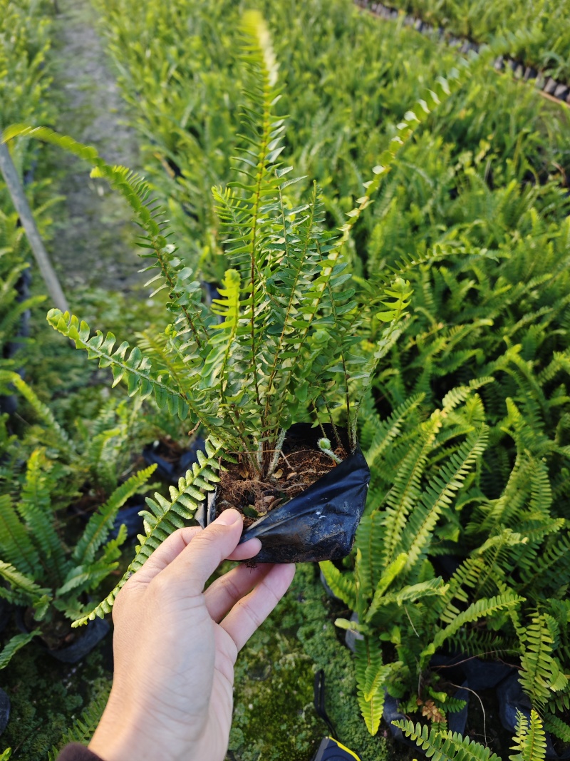 肾蕨排骨草袋苗杯苗福建苗木基地批发