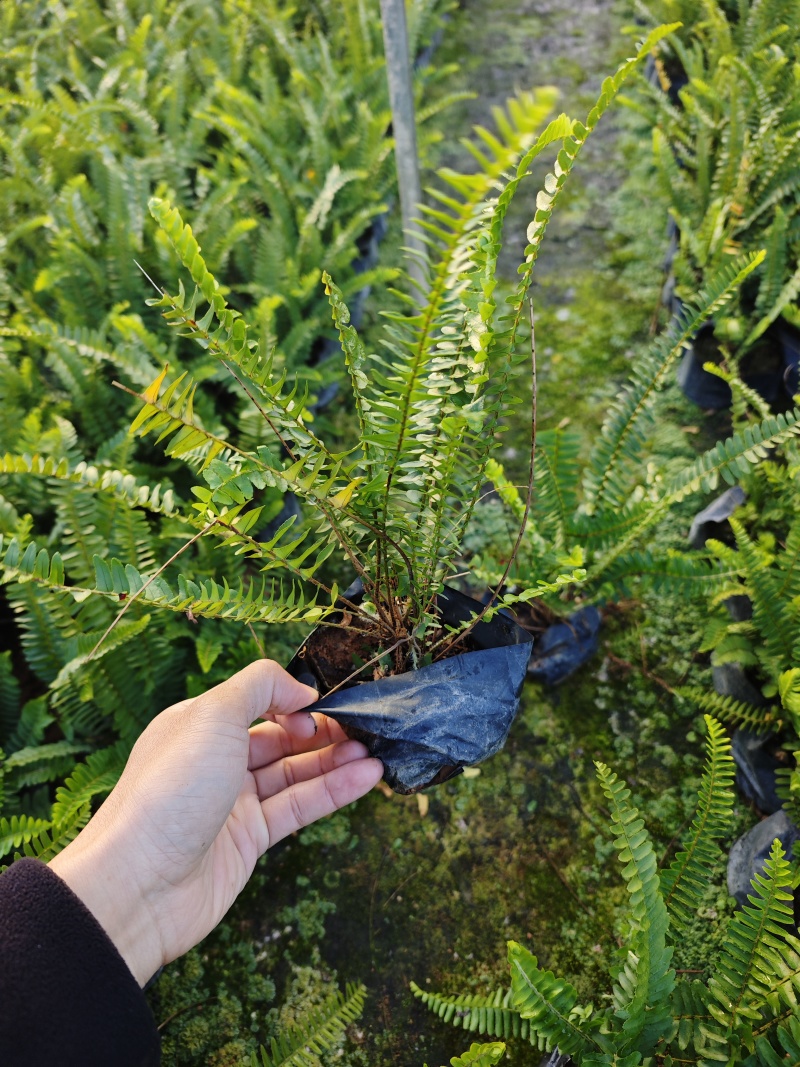 肾蕨排骨草袋苗杯苗福建苗木基地批发