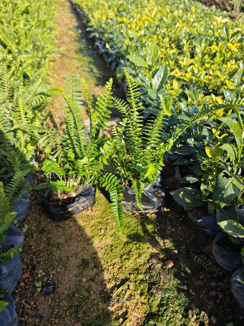 肾蕨排骨草袋苗杯苗福建苗木基地批发