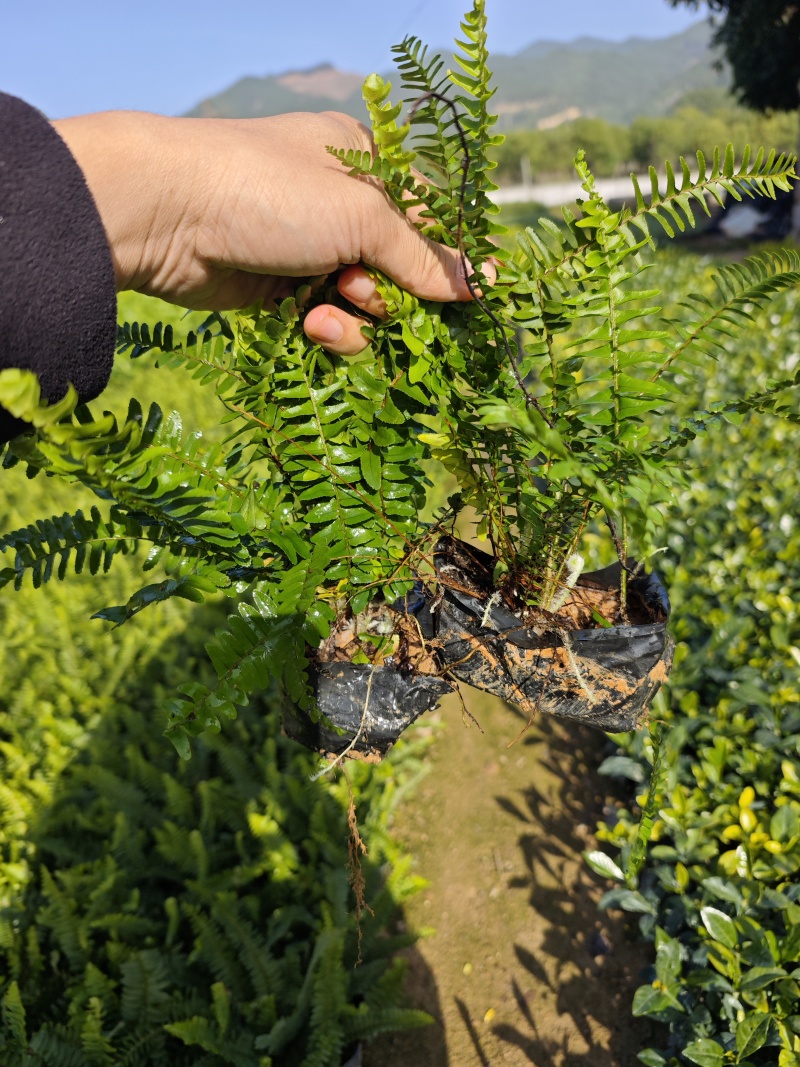 肾蕨排骨草袋苗杯苗福建苗木基地批发