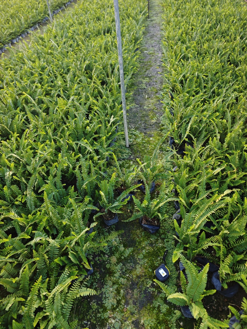 肾蕨排骨草袋苗杯苗福建苗木基地批发