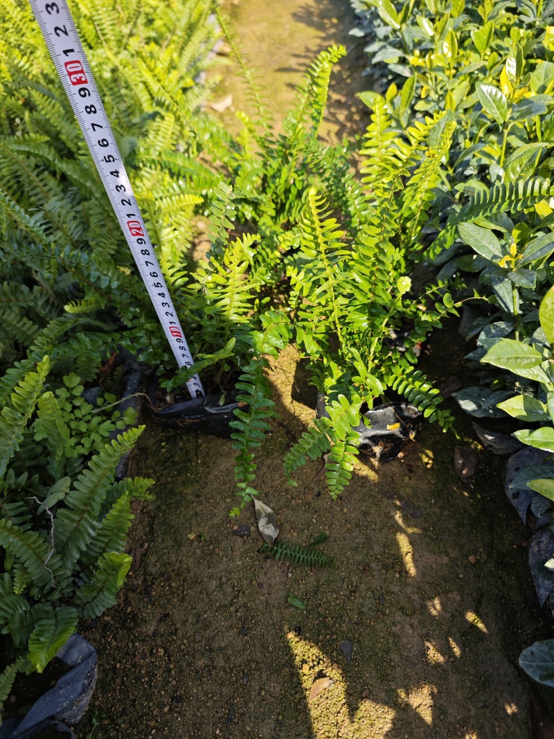 肾蕨排骨草袋苗杯苗福建苗木基地批发