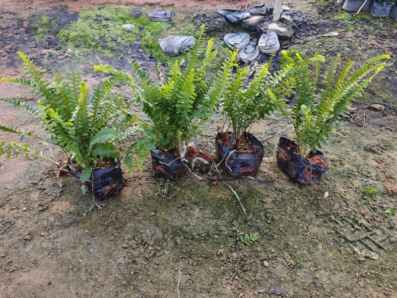 肾蕨排骨草袋苗杯苗福建苗木基地批发