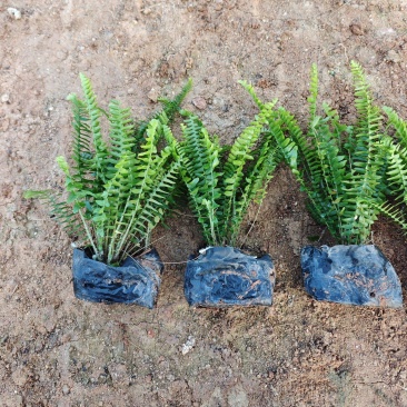 肾蕨排骨草袋苗杯苗福建苗木基地批发