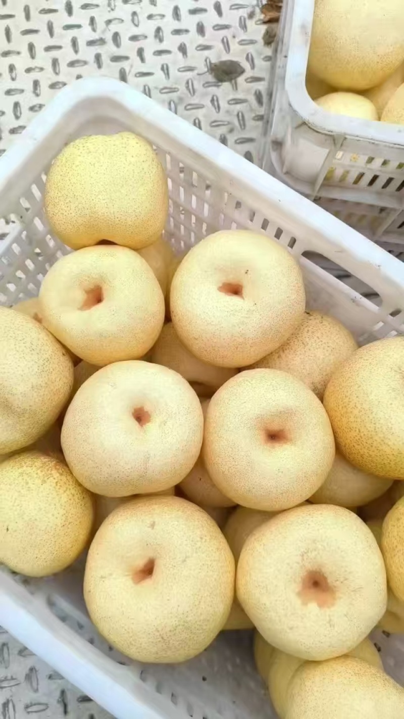 精品砀山酥梨库存量大价格透明对接市场工厂商超