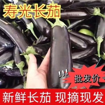 寿光长把紫茄新鲜长茄烧烤茄产地直供量大从优