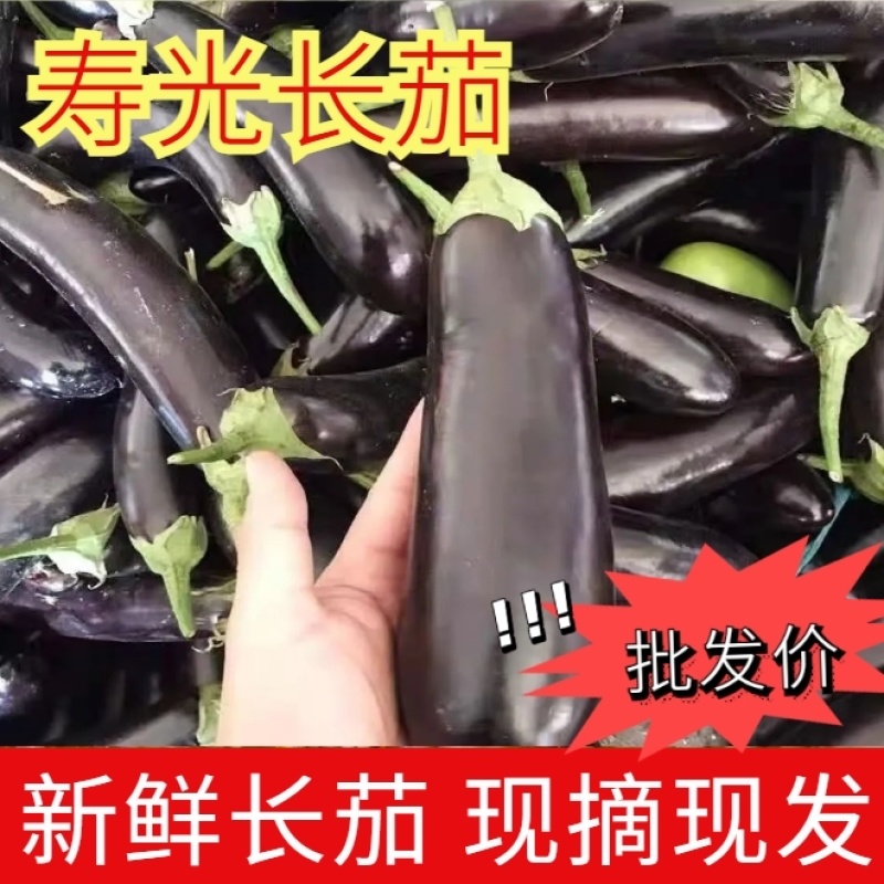 寿光长把紫茄新鲜长茄烧烤茄产地直供量大从优