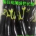 寿光长把紫茄新鲜长茄烧烤茄产地直供量大从优