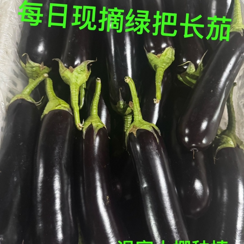 寿光长把紫茄新鲜长茄烧烤茄产地直供量大从优