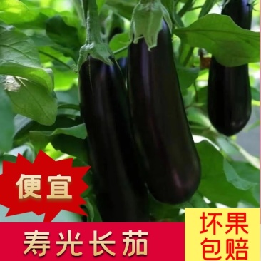 山东长茄全规格质量保证产地直发肉质紧密现摘现发