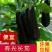 山东长茄全规格质量保证产地直发肉质紧密现摘现发
