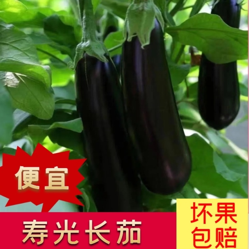 山东长茄全规格质量保证产地直发肉质紧密现摘现发