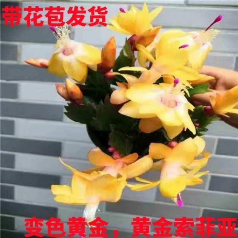 【基地直销】蟹爪兰带花苞大苗室阳台花卉四季开花