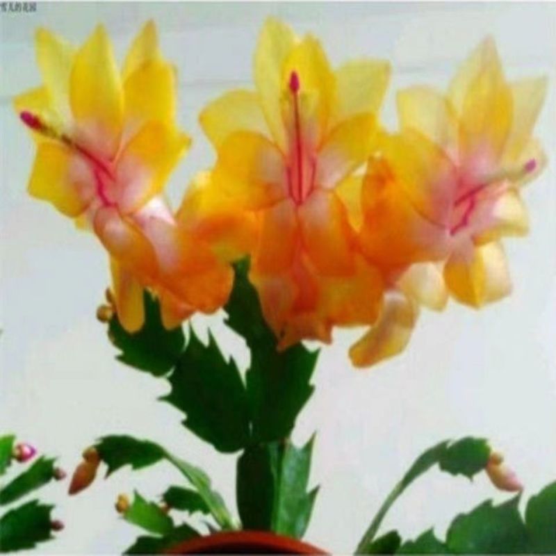 【基地直销】蟹爪兰带花苞大苗室阳台花卉四季开花