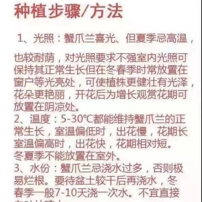 【基地直销】蟹爪兰带花苞大苗室阳台花卉四季开花