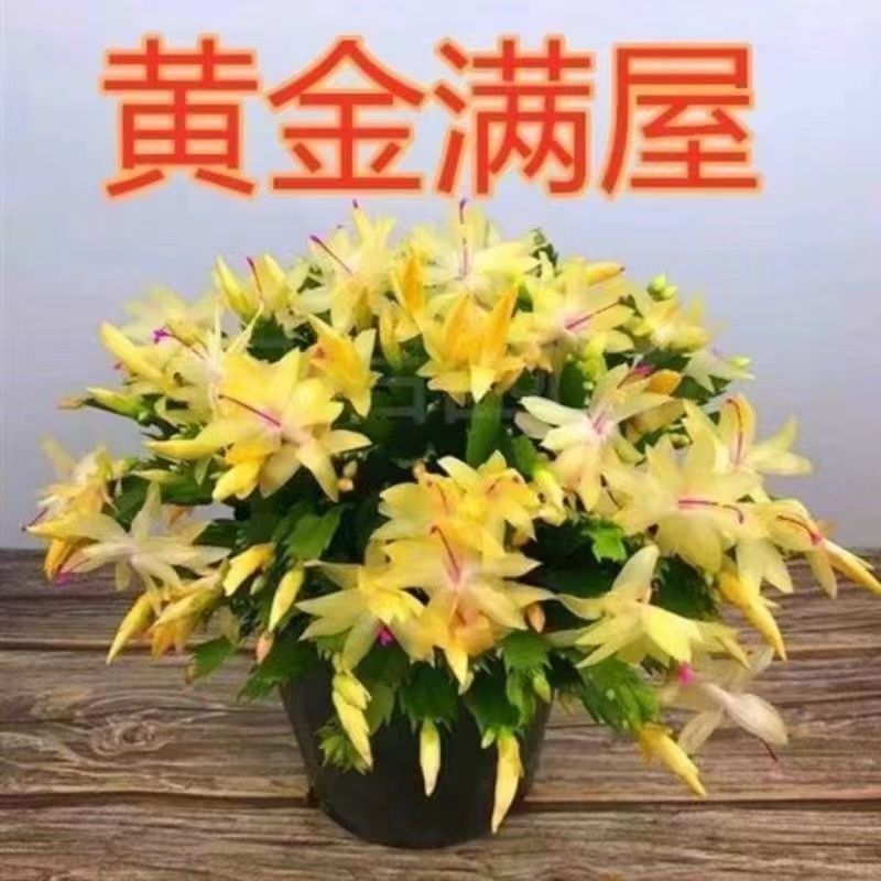 【基地直销】蟹爪兰带花苞大苗室阳台花卉四季开花