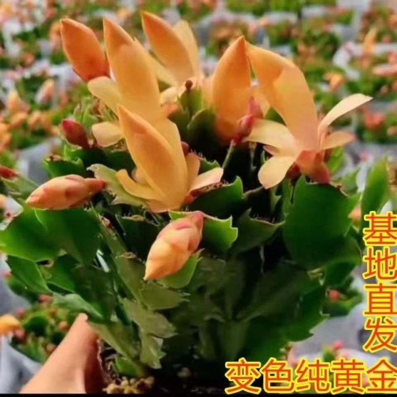 【基地直销】蟹爪兰带花苞大苗室阳台花卉四季开花