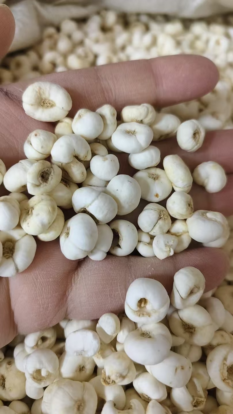 贝母，平贝母，各种规格，批发零代购代销各种中药材