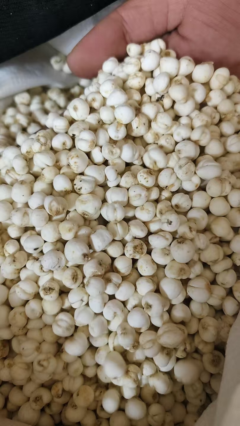贝母，平贝母，各种规格，批发零代购代销各种中药材