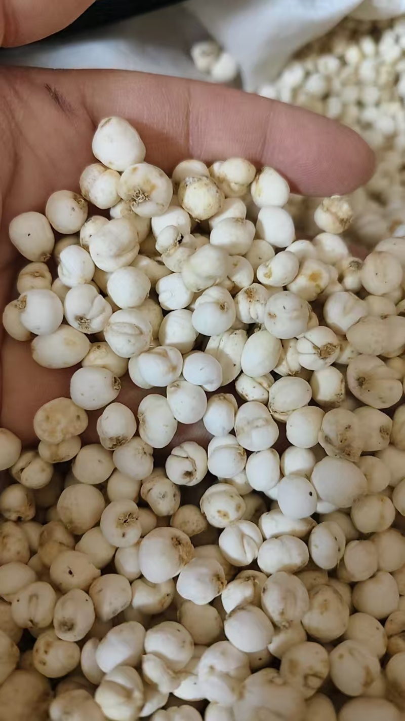 贝母，平贝母，各种规格，批发零代购代销各种中药材