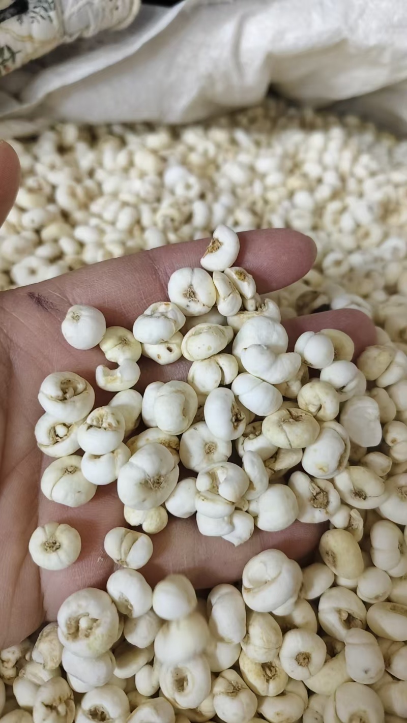 贝母，平贝母，各种规格，批发零代购代销各种中药材