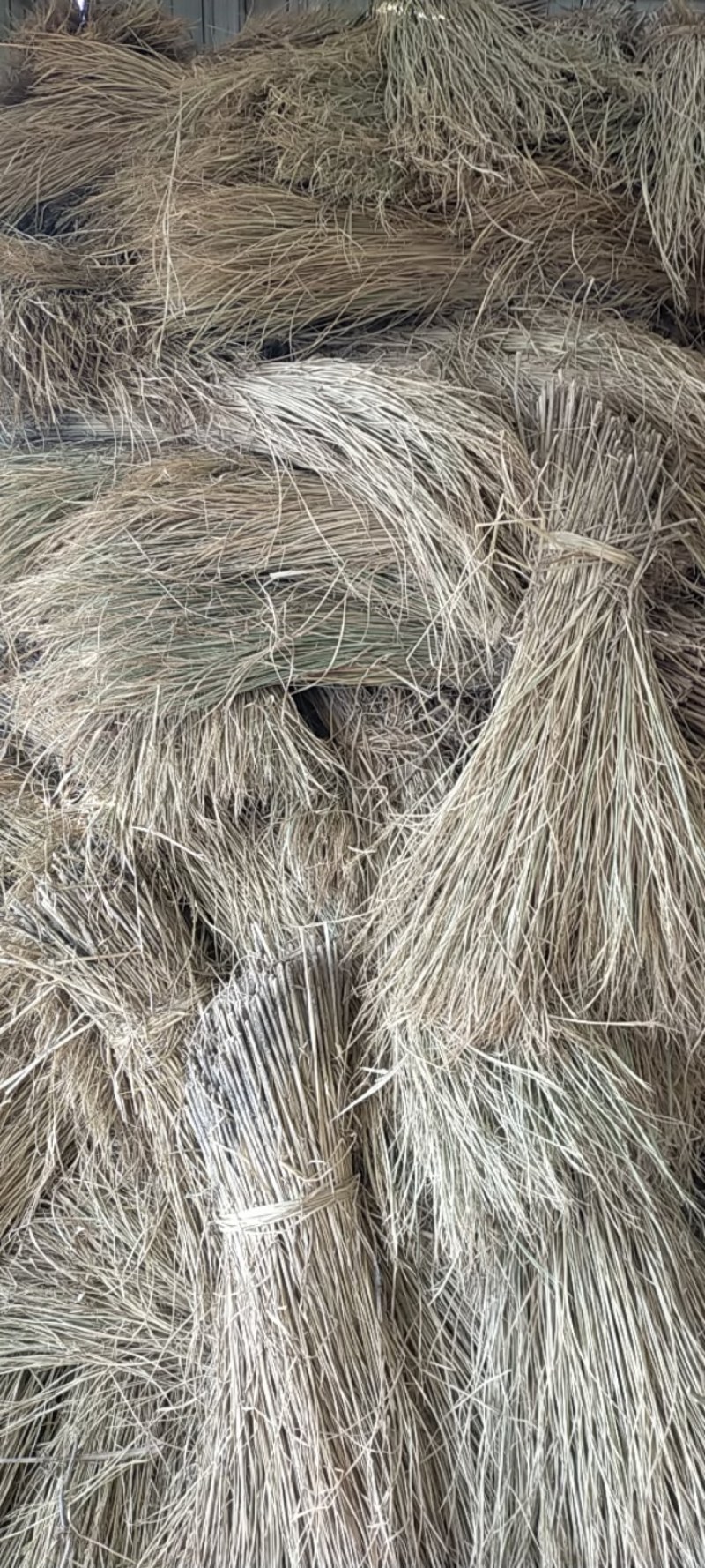 今年新鲜稻草