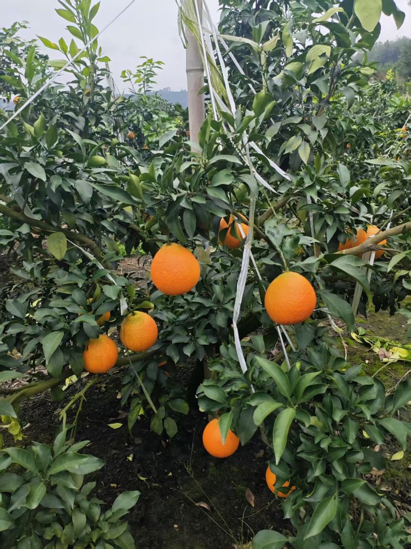 四川爱媛果冻橙。果冻一样的橙子。