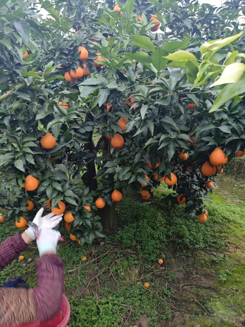 四川爱媛果冻橙。果冻一样的橙子。