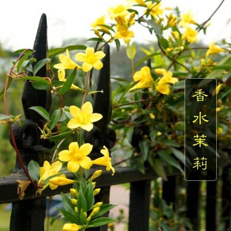 【带花苞】耐寒法国香水茉莉花阳台庭院盆栽冬季开花爬藤攀援植物