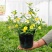 【带花苞】耐寒法国香水茉莉花阳台庭院盆栽冬季开花爬藤攀援植物