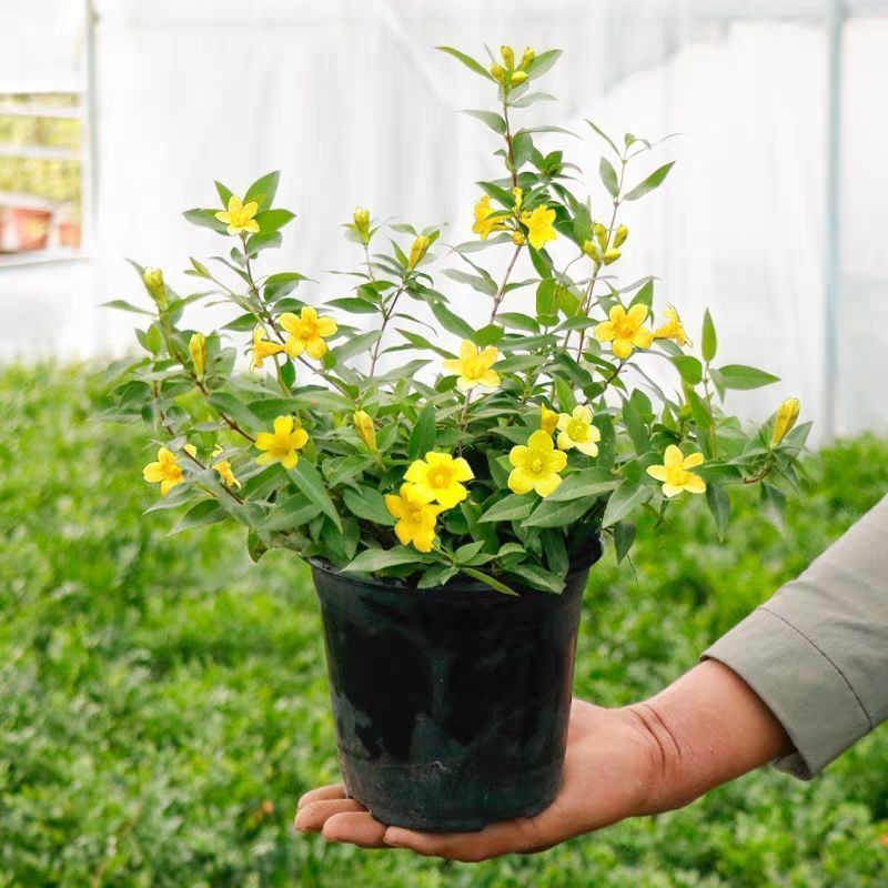 【带花苞】耐寒法国香水茉莉花阳台庭院盆栽冬季开花爬藤攀援植物