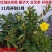 【带花苞】耐寒法国香水茉莉花阳台庭院盆栽冬季开花爬藤攀援植物