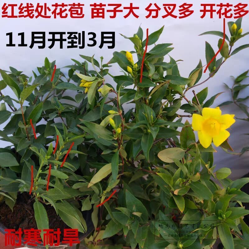 【带花苞】耐寒法国香水茉莉花阳台庭院盆栽冬季开花爬藤攀援植物