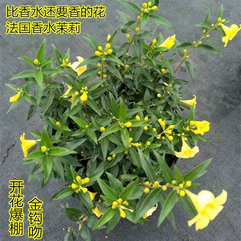 【带花苞】耐寒法国香水茉莉花阳台庭院盆栽冬季开花爬藤攀援植物