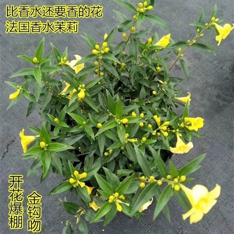 【带花苞】耐寒法国香水茉莉花阳台庭院盆栽冬季开花爬藤攀援植物