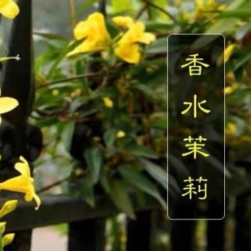 【带花苞】耐寒法国香水茉莉花阳台庭院盆栽冬季开花爬藤攀援植物