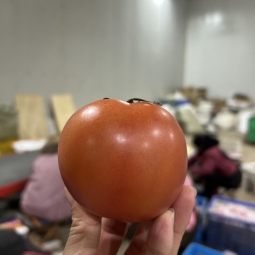 西红柿🍅普罗旺斯品质优价格优势服务理念诚信
