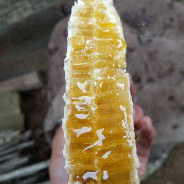 土蜂蜜