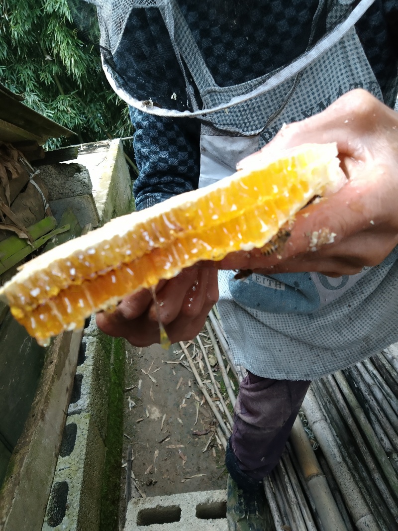 土蜂蜜