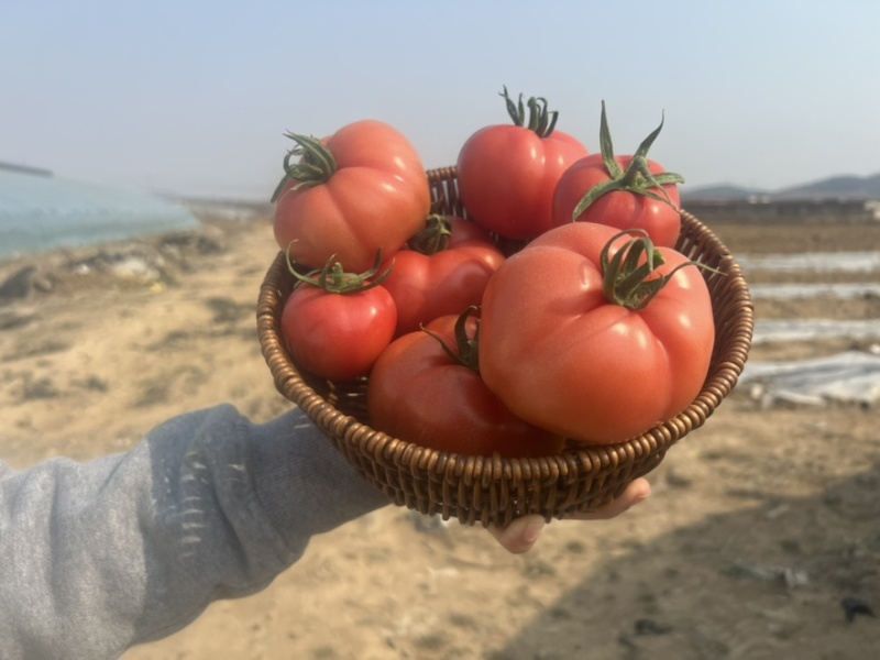 西红柿🍅普罗旺斯品质优价格优势服务理念诚信
