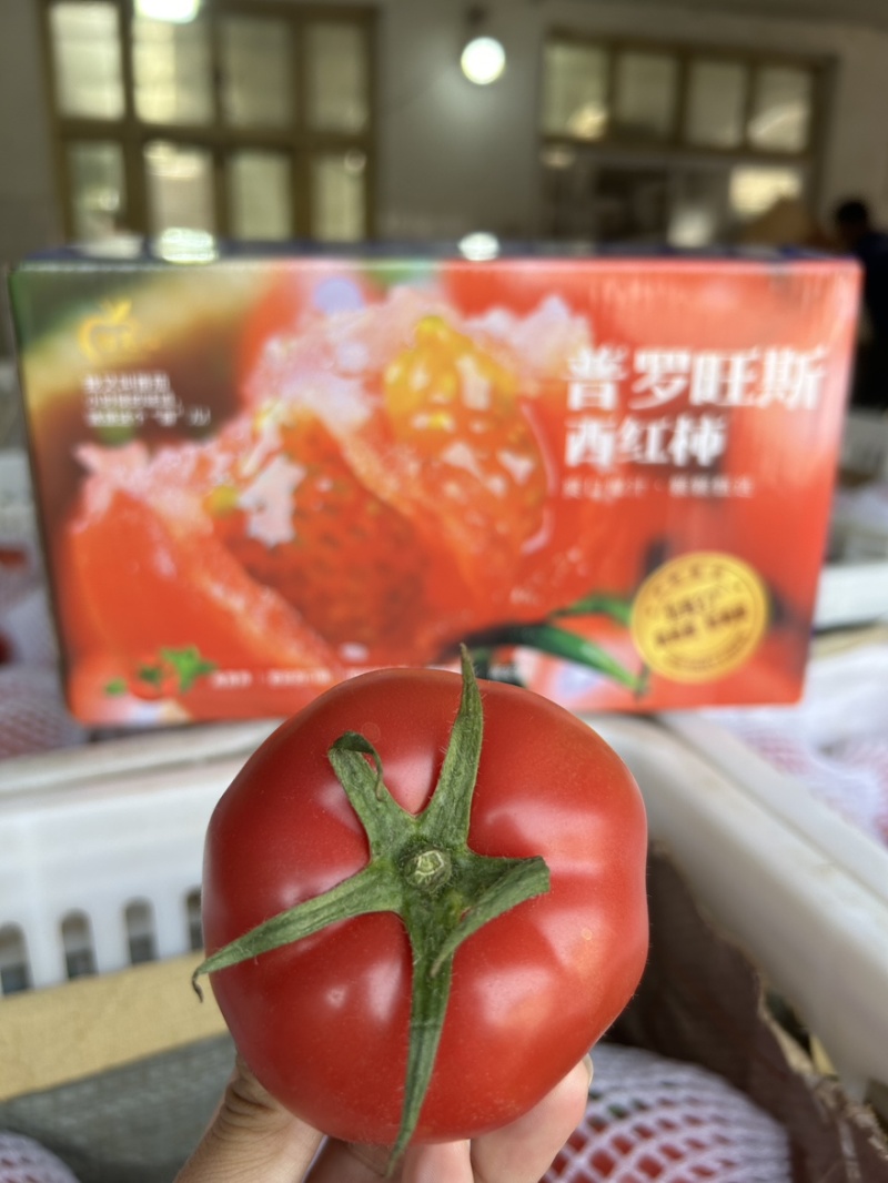 西红柿🍅普罗旺斯品质优价格优势服务理念诚信